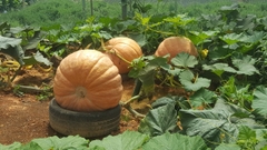 Hạt Giống Bí Ngô Khổng Lồ