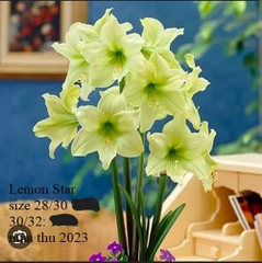 Củ hoa lan huệ cánh kép nhập khẩu - 1 củ (Tổng hợp nhiều loại cực đẹp)