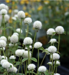 Hạt Giống Hoa Cúc Bách Nhật Trắng