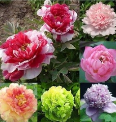 Hạt Giống Hoa Mẫu Đơn Nhiều Màu