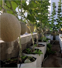 Hạt Giống Dưa Lưới Ruột Xanh F1