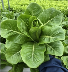 Hạt Giống Xà Lách ROMAINE Xanh - Gói 0.2gram