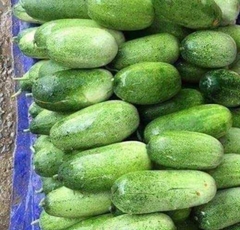 Hạt Giống Dưa Chuột Mèo