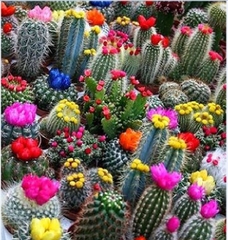 Hạt giống hoa xương rồng nhiều màu