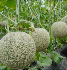 Hạt Giống Dưa Lưới Ruột Xanh F1