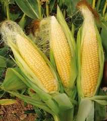 Hạt giông Ngô Siêu Ngọt Vàng