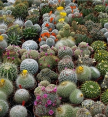 Hạt giống hoa xương rồng nhiều màu