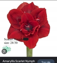 Củ hoa lan huệ cánh kép nhập khẩu - 1 củ (Tổng hợp nhiều loại cực đẹp)