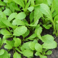 Hạt giống rau cải ăn non baby