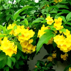 Hạt Giống Cây Hoa Chuông Vàng