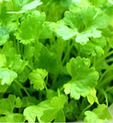 Hạt Giống Rau Mùi Cồn Tía ( Mùi Ta ) - Gói 20gram