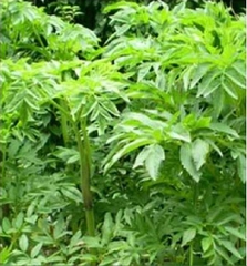 Hạt Giống Cây Bạch Chỉ