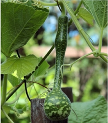 Hạt Giống Bầu Thiên Nga