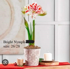 Củ hoa lan huệ cánh kép nhập khẩu - 1 củ (Tổng hợp nhiều loại cực đẹp)