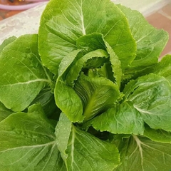 Hạt Giống Xà Lách ROMAINE Xanh - Gói 0.2gram