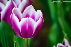 Bộ 5 củ giống hoa tulip màu tím