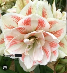 Củ hoa lan huệ cánh kép nhập khẩu - 1 củ (Tổng hợp nhiều loại cực đẹp)