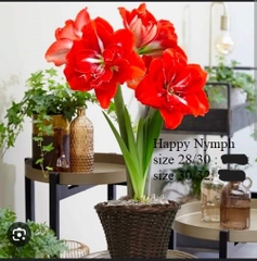 Củ hoa lan huệ cánh kép nhập khẩu - 1 củ (Tổng hợp nhiều loại cực đẹp)