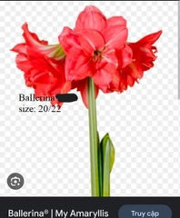 Củ hoa lan huệ cánh kép nhập khẩu - 1 củ (Tổng hợp nhiều loại cực đẹp)