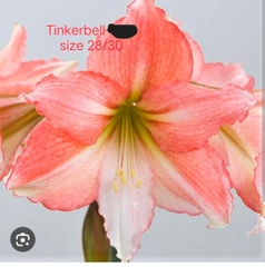 Củ hoa lan huệ cánh kép nhập khẩu - 1 củ (Tổng hợp nhiều loại cực đẹp)