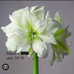 Củ hoa lan huệ cánh kép nhập khẩu - 1 củ (Tổng hợp nhiều loại cực đẹp)