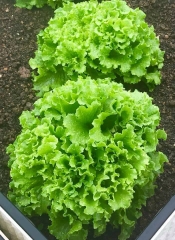 Hạt Giống Xà Lách Xoăn Xanh Cao Sản - Gói 5gram