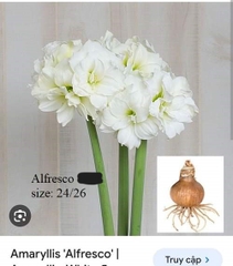 Củ hoa lan huệ cánh kép nhập khẩu - 1 củ (Tổng hợp nhiều loại cực đẹp)