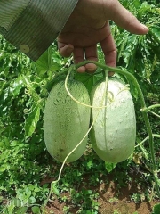 Hạt Giống Dưa Chuột Mèo