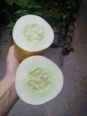 Hạt giống dưa chuột đá F1