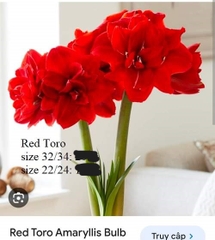 Củ hoa lan huệ cánh kép nhập khẩu - 1 củ (Tổng hợp nhiều loại cực đẹp)