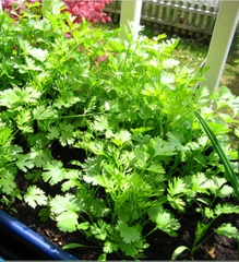 Hạt Giống Rau Mùi Cồn Tía ( Mùi Ta ) - Gói 20gram