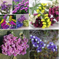 Hạt Giống Hoa Salem Mix Màu