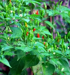 Hạt Giống Ớt Xiêm Xanh Thái Lan