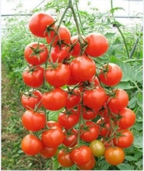 Hạt Giống Cà Chua Bi Đỏ (Cà Chua Cherry) F1