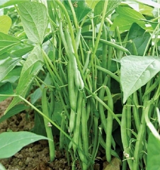 Hạt Giống Đậu Cove Lùn Hạt Trắng