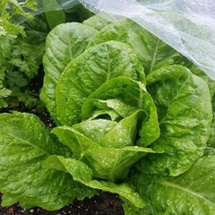 Hạt Giống Xà Lách ROMAINE Xanh - Gói 0.2gram