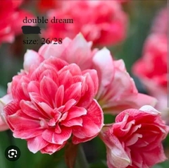 Củ hoa lan huệ cánh kép nhập khẩu - 1 củ (Tổng hợp nhiều loại cực đẹp)