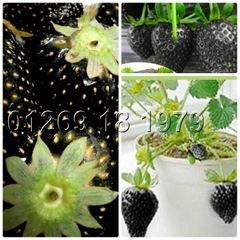 Hạt Giống Dâu Tây Đen Chịu Nhiệt