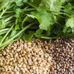 Hạt Giống Rau Mùi Cồn Tía ( Mùi Ta ) - Gói 20gram