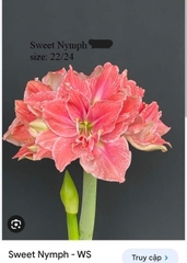 Củ hoa lan huệ cánh kép nhập khẩu - 1 củ (Tổng hợp nhiều loại cực đẹp)