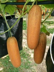 Hạt giống dưa chuột đá F1