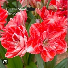 Củ hoa lan huệ cánh kép nhập khẩu - 1 củ (Tổng hợp nhiều loại cực đẹp)