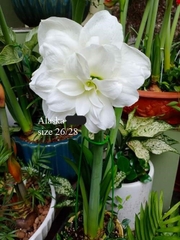 Củ hoa lan huệ cánh kép nhập khẩu - 1 củ (Tổng hợp nhiều loại cực đẹp)