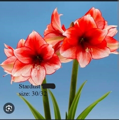 Củ hoa lan huệ cánh kép nhập khẩu - 1 củ (Tổng hợp nhiều loại cực đẹp)