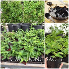 Hạt Giống Cây Sương Sáo Thạch Đen ( cây dược liệu ) gói 20 hạt