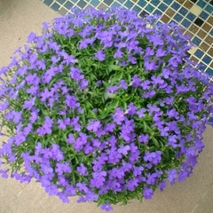 Hạt Giống Hoa Cúc Lobelia Nhiều Màu