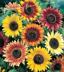 Hạt Giống Hoa Hướng Dương Nhiều Màu