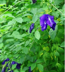 Hạt Giống Hoa Đậu Biếc Cánh Đơn