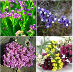 Hạt Giống Hoa Salem Mix Màu