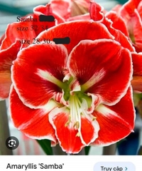 Củ hoa lan huệ cánh kép nhập khẩu - 1 củ (Tổng hợp nhiều loại cực đẹp)